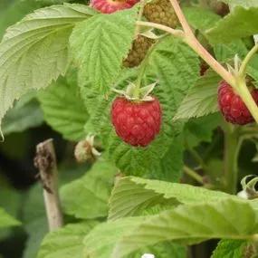 Glen Doll Raspberry Bareroot Canes (Rubus ideaus Glen Doll) 3